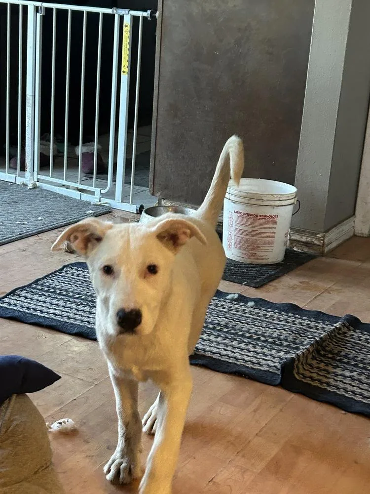 Sheridan thumbnail 3