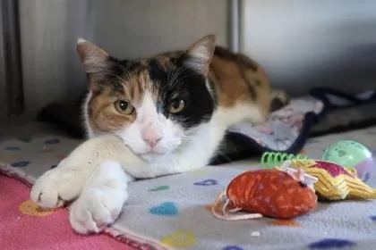 Hey Girl thumbnail 3