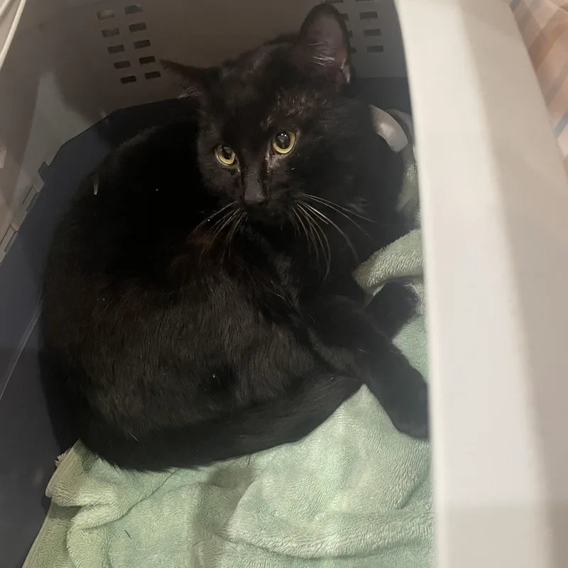 Capricorn thumbnail 2