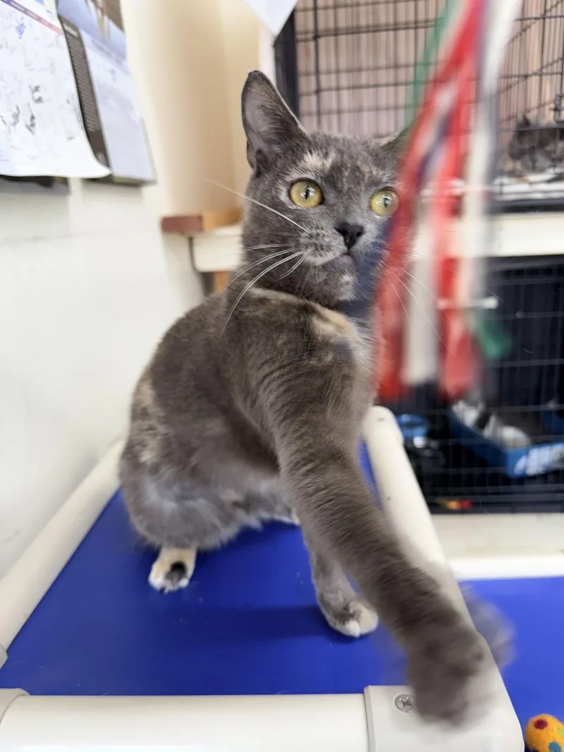 Pixiewillow Grove thumbnail 3