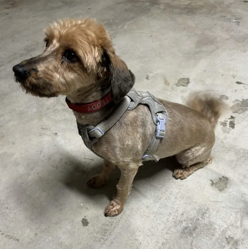 Teddy Valentine thumbnail 4