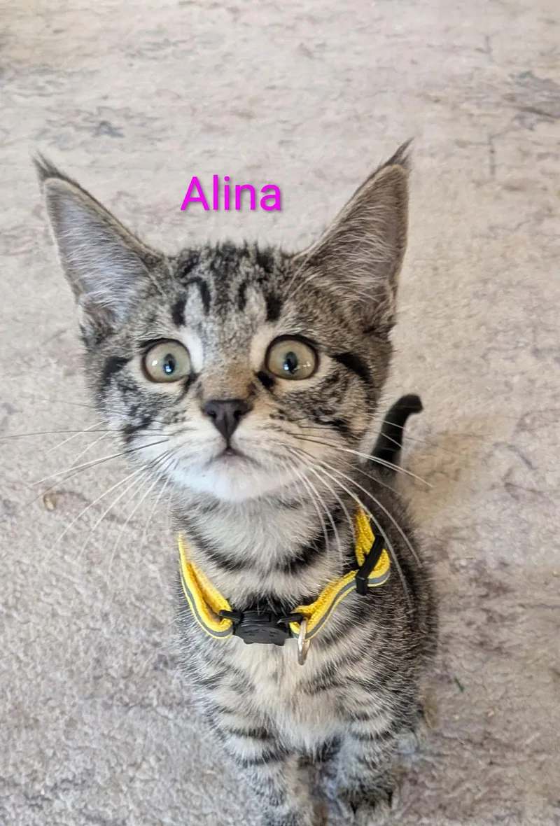 Alina thumbnail 2
