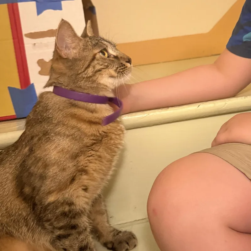 Annabelle thumbnail 2