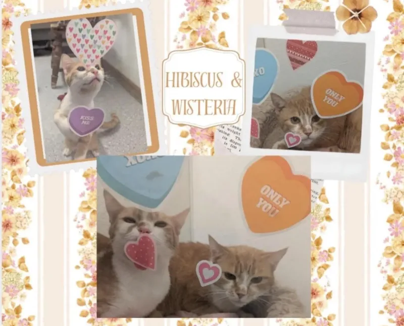 Wisteria thumbnail 2