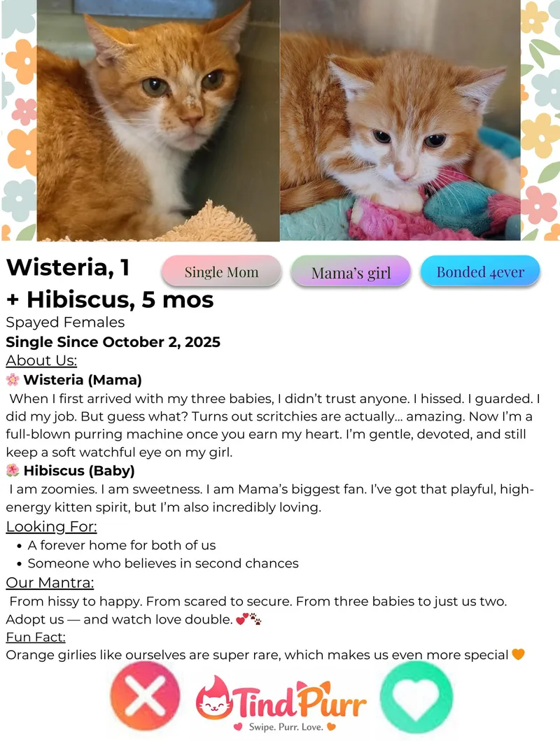 Wisteria thumbnail 3