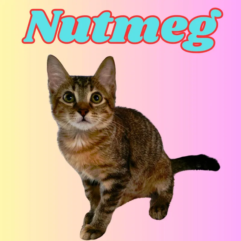 Nutmeg