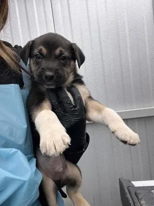 Kingpaca thumbnail 2