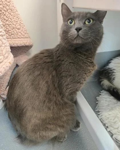 Countess Pecan Puff thumbnail 2