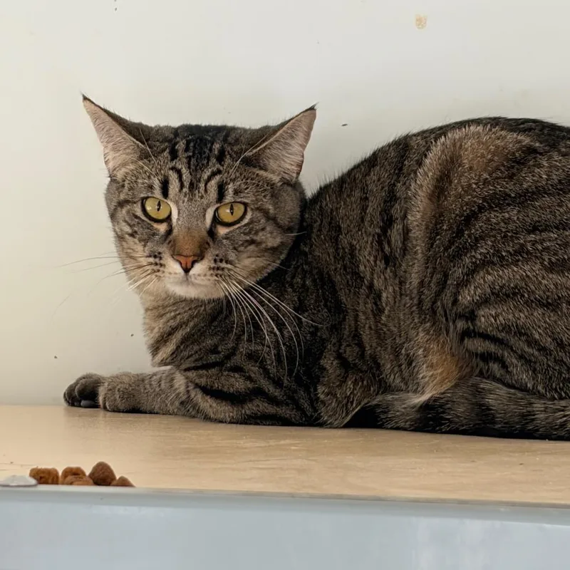 Little Man thumbnail 3