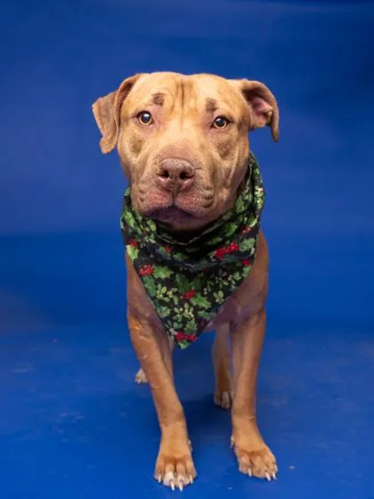 Sushi Williams thumbnail 2