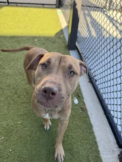 Sushi Williams thumbnail 3