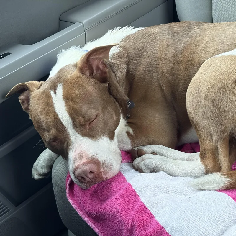 Earllocal thumbnail 4