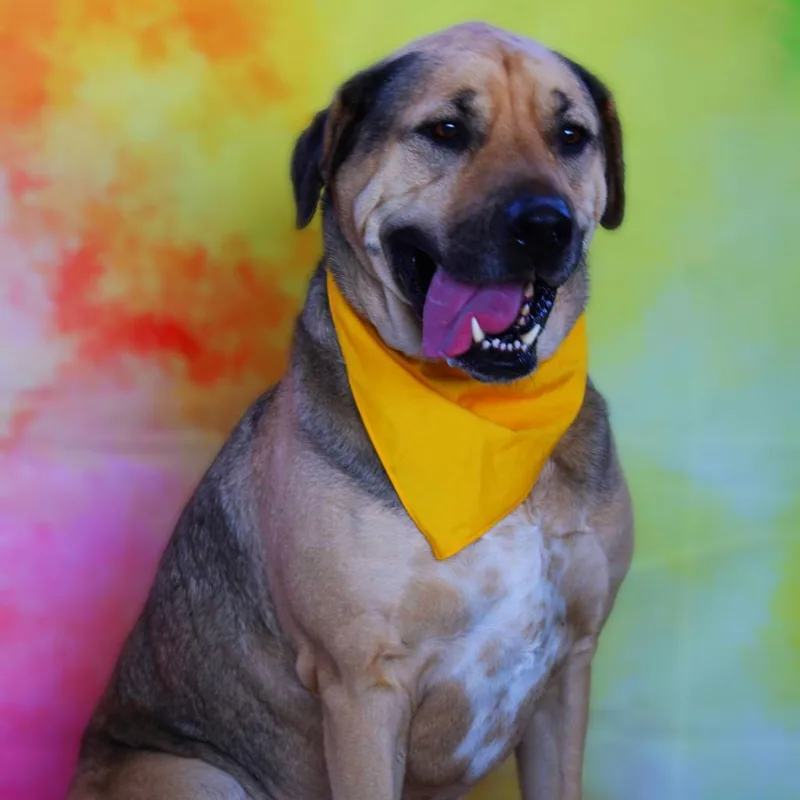 Finn Aka Gage Jum thumbnail 4