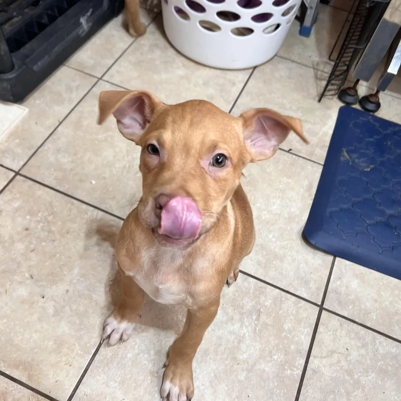 Jetson Zoom thumbnail 2