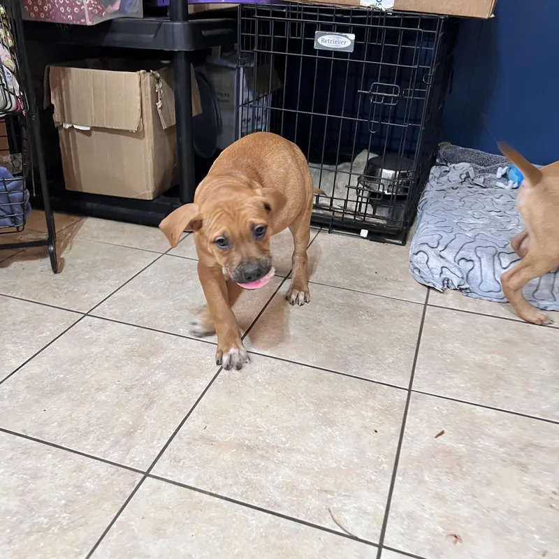 Jumbo Zoom thumbnail 3