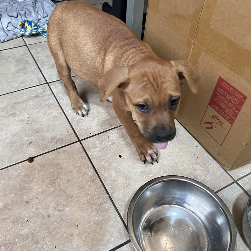 Jumbo Zoom thumbnail 5