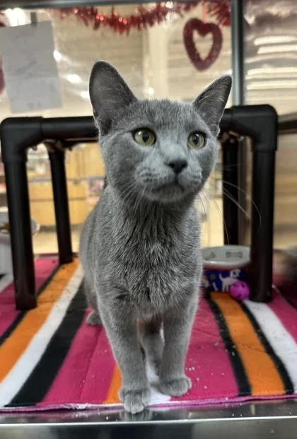 Moonshine thumbnail 2