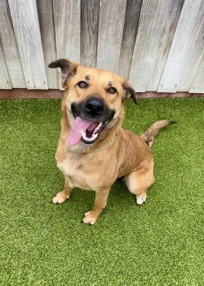 Happy Camper thumbnail 2