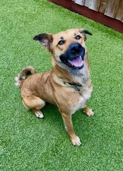 Happy Camper thumbnail 3