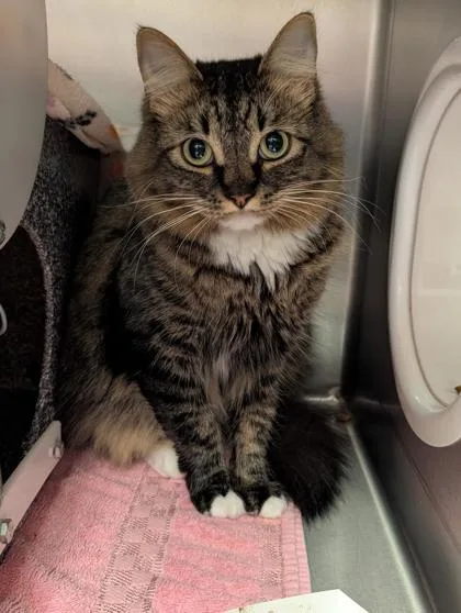 Iced Tea thumbnail 2