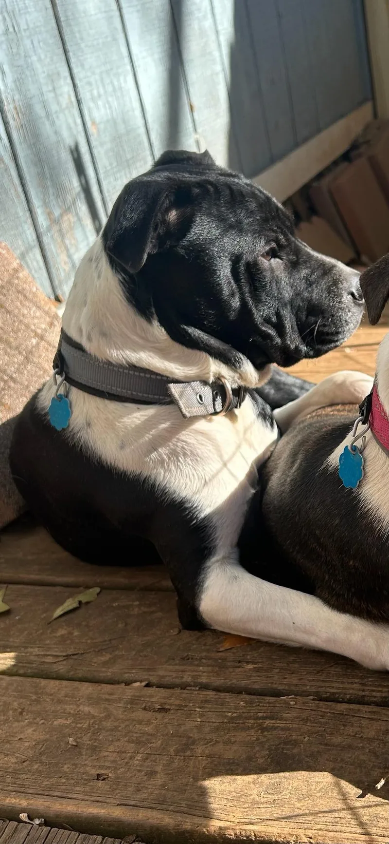 Dorian Gray thumbnail 2