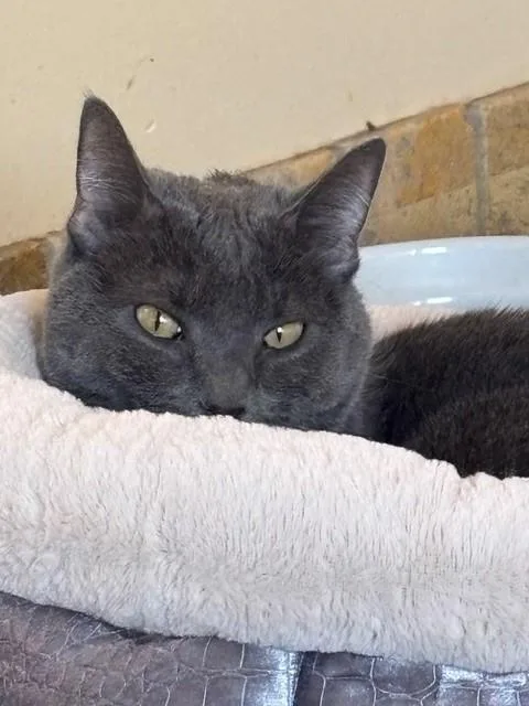 Mercedes thumbnail 4