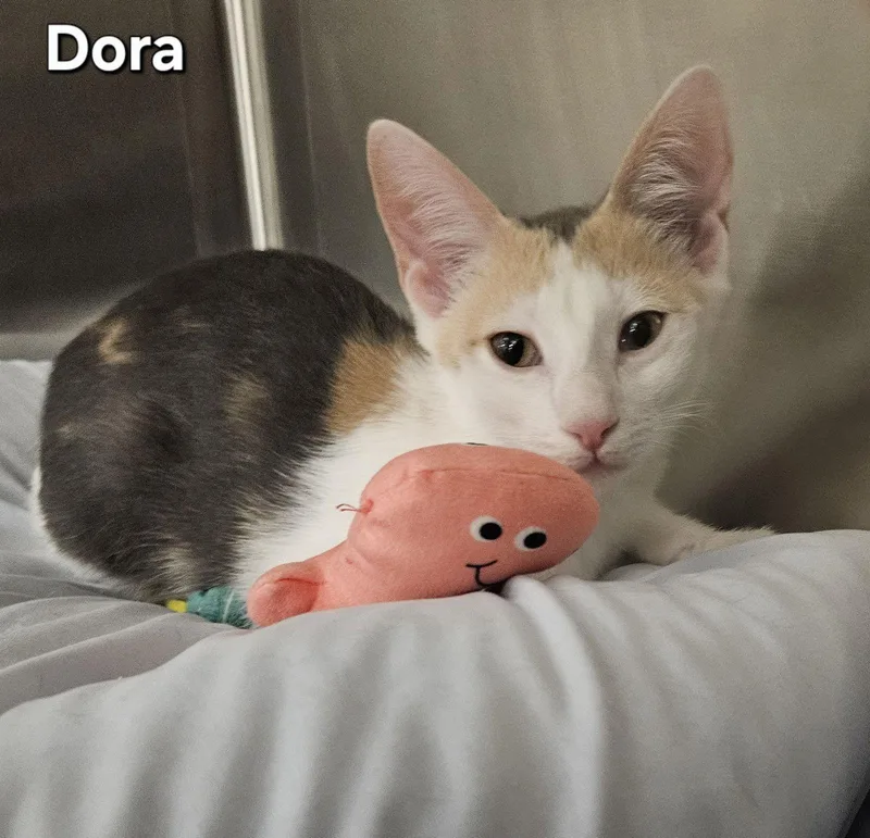 Dora thumbnail 2