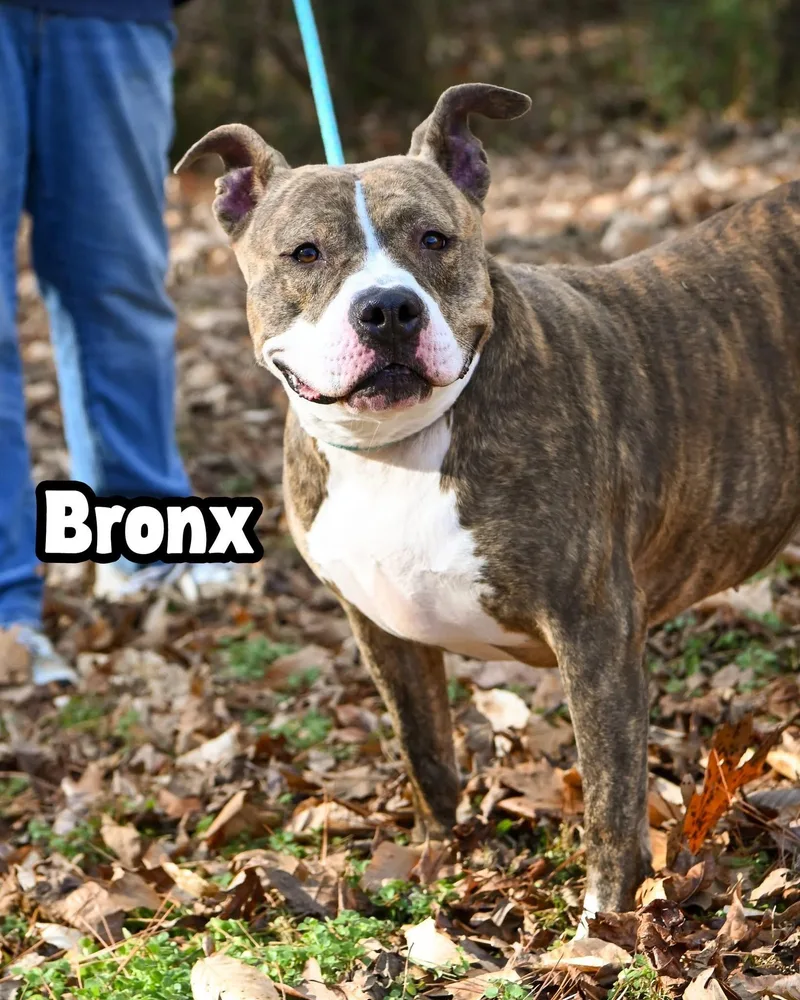 Bronx thumbnail 2