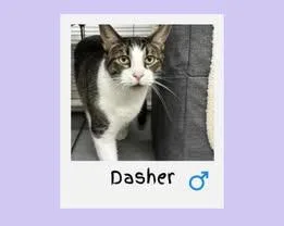 Dasher