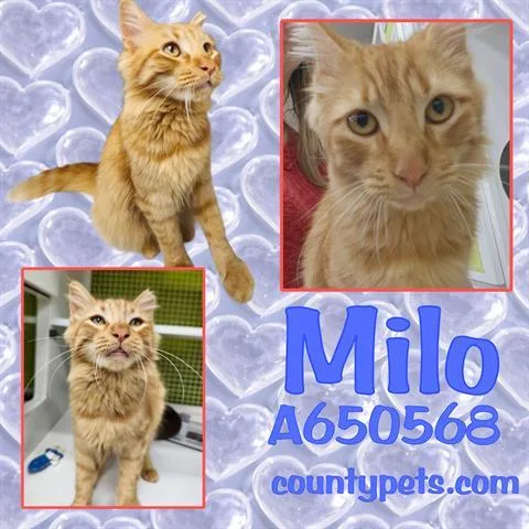 Milo photo 1