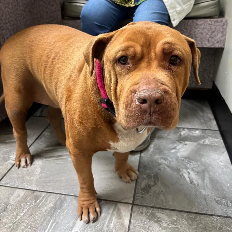 Nellie Belle thumbnail 2