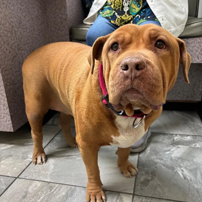 Nellie Belle thumbnail 4