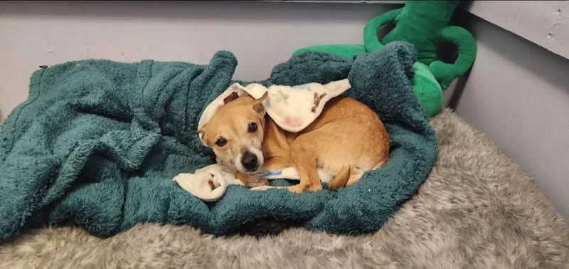 Sophie C thumbnail 4