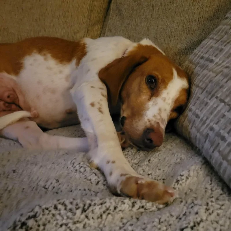 Lady Pecan thumbnail 2