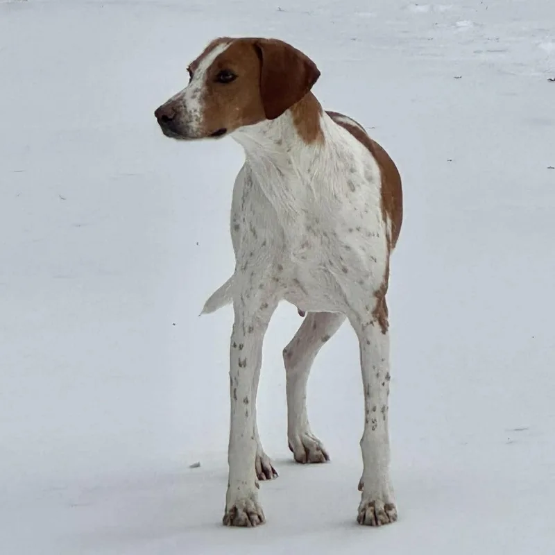 Lady Pecan thumbnail 5