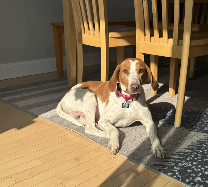 Lady Pecan thumbnail 6