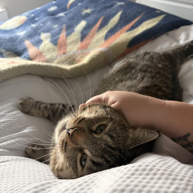 Tom Meowywowwy thumbnail 2