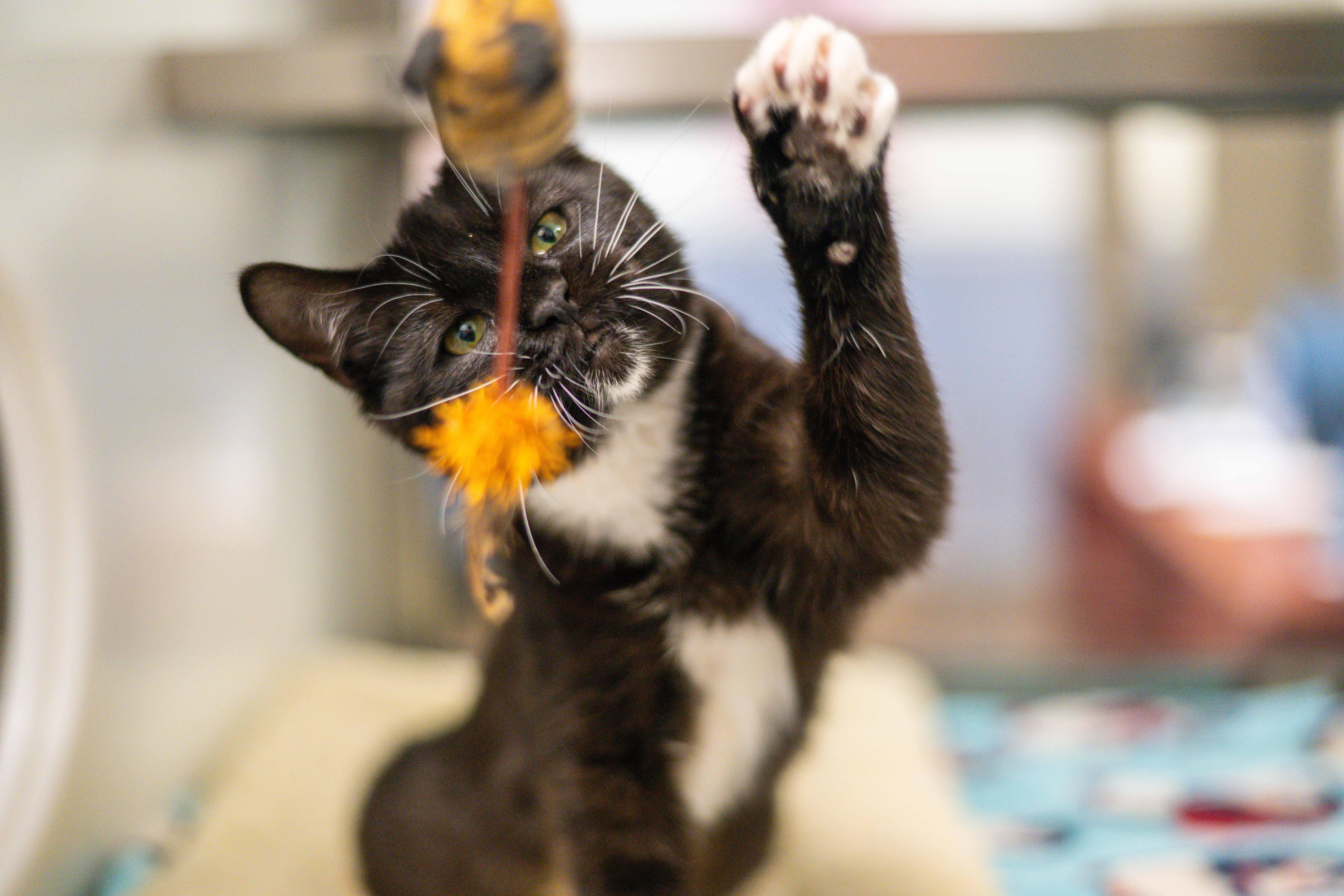 Marguerite thumbnail 2