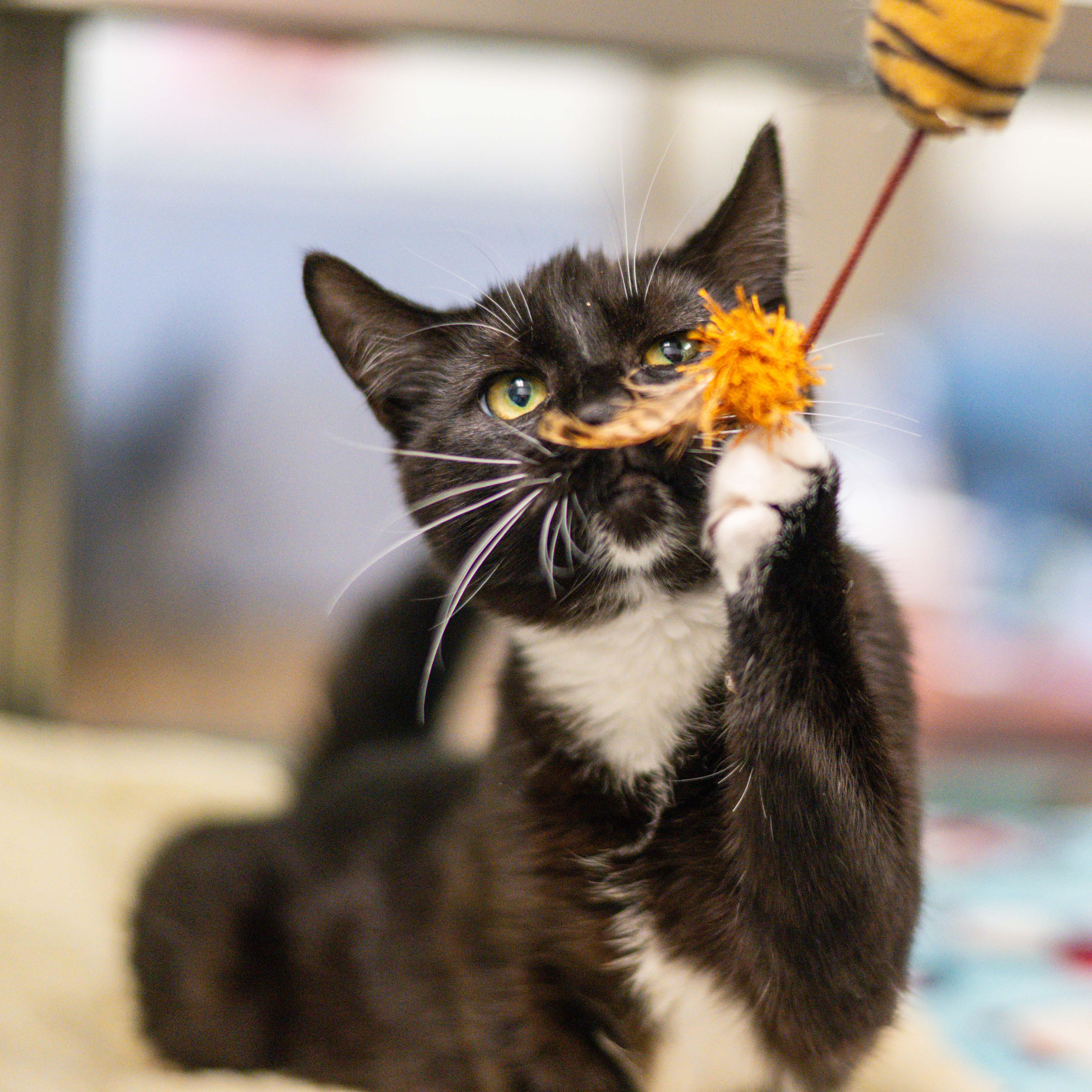 Marguerite thumbnail 3