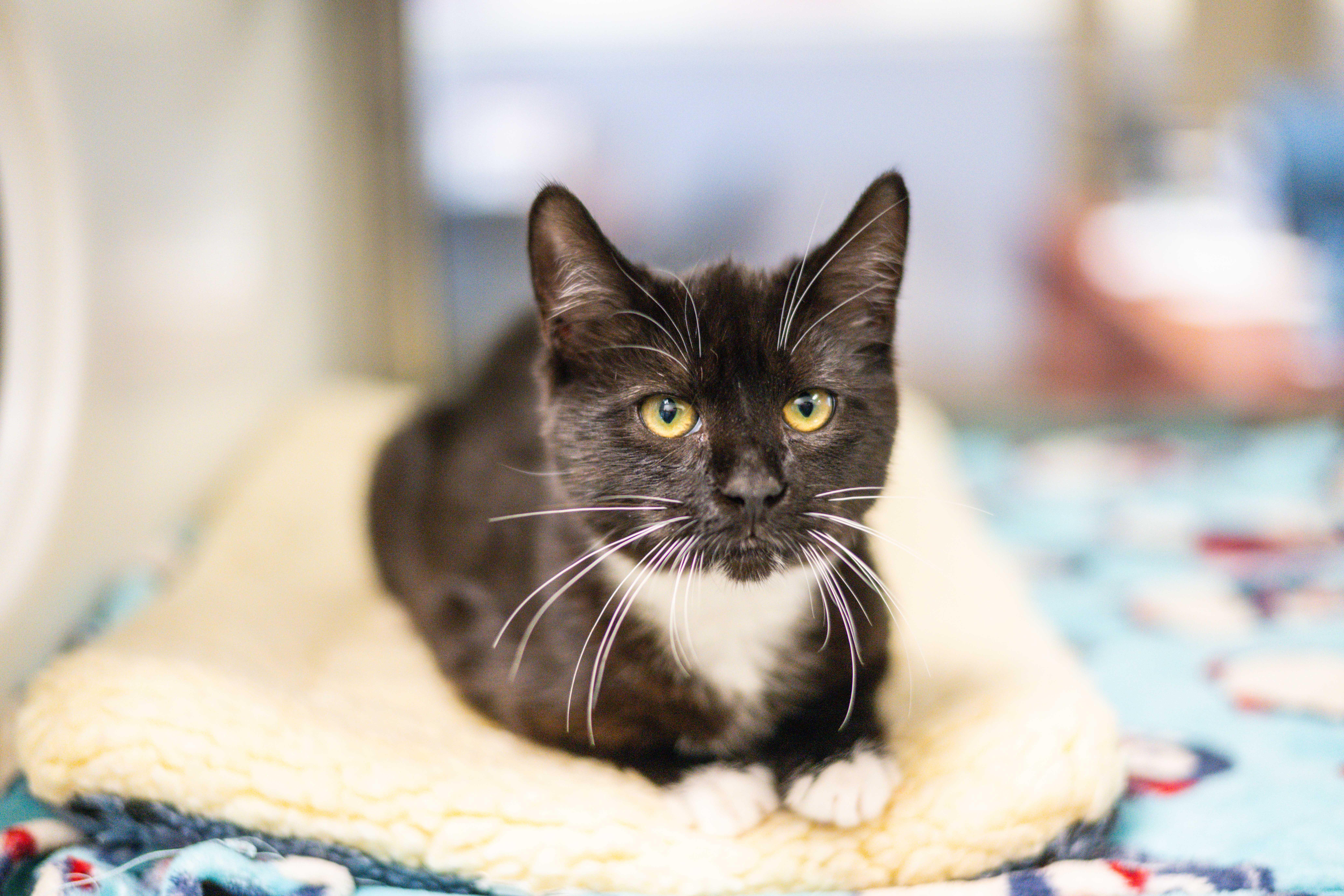 Marguerite thumbnail 4