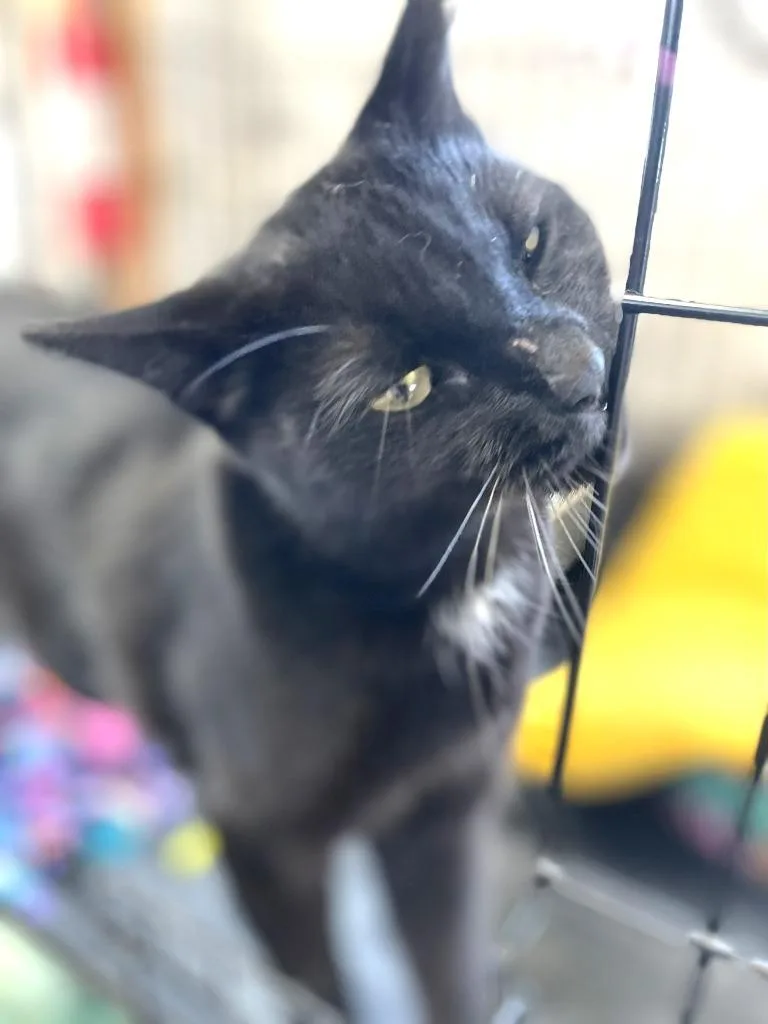 Ebony Star thumbnail 2