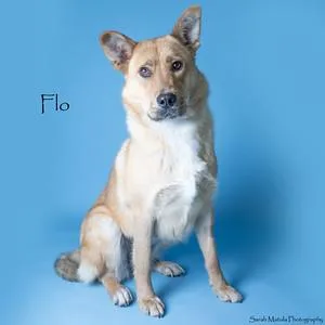 Flo From Progressive