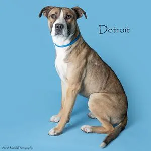 Detroit thumbnail 2