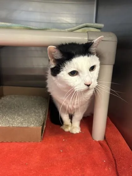 Chips Ahoy thumbnail 2