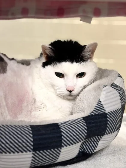 Chips Ahoy thumbnail 3