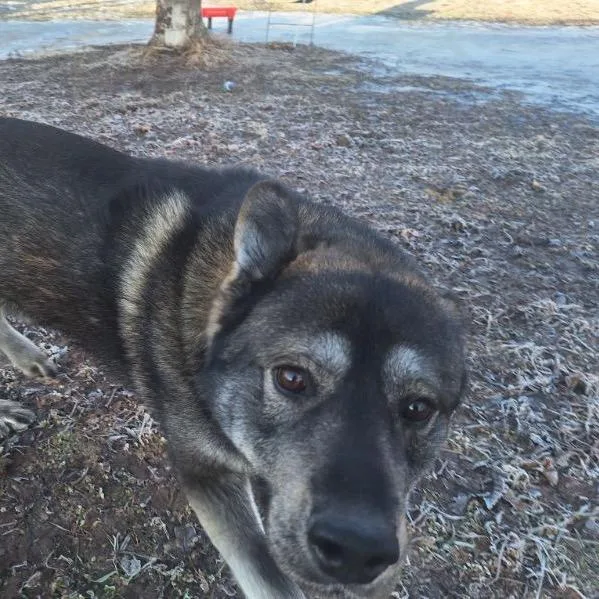 Pavarotti thumbnail 2