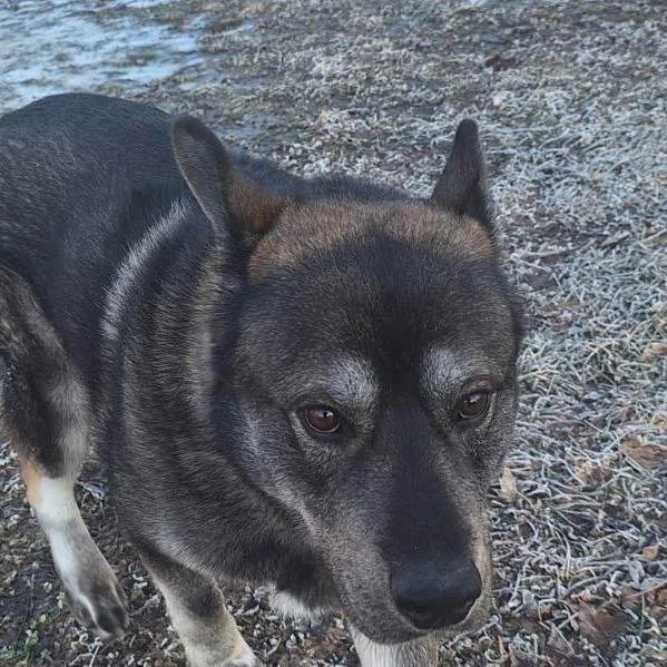 Pavarotti thumbnail 3