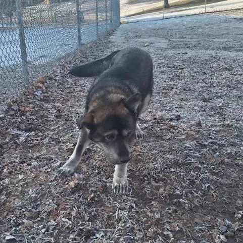 Pavarotti thumbnail 5