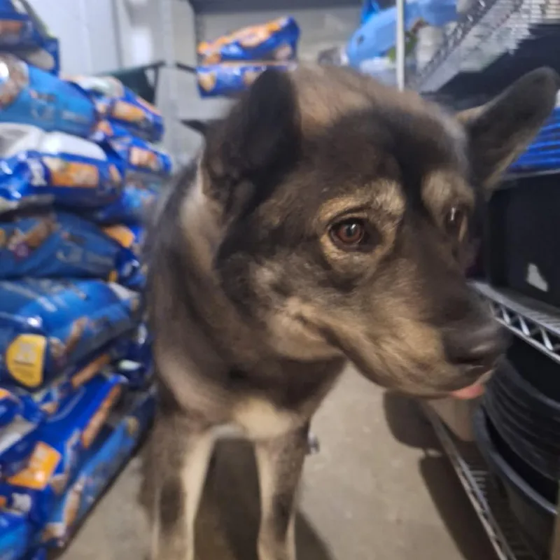 Pavarotti thumbnail 6