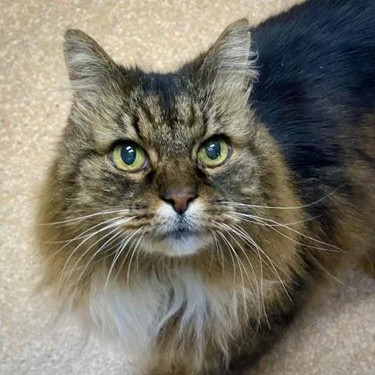 O`malley thumbnail 2